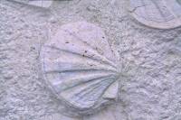 Pecten (Coquille St Jacques)